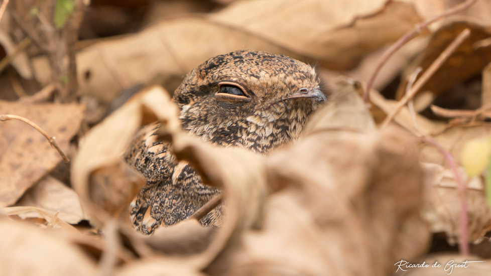 Standard-winged Nightjar